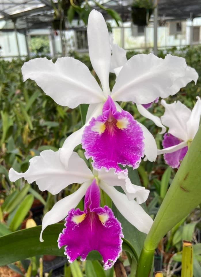 C. warscewiczii f. semi alba 'Kathleen' Can you guess which two C