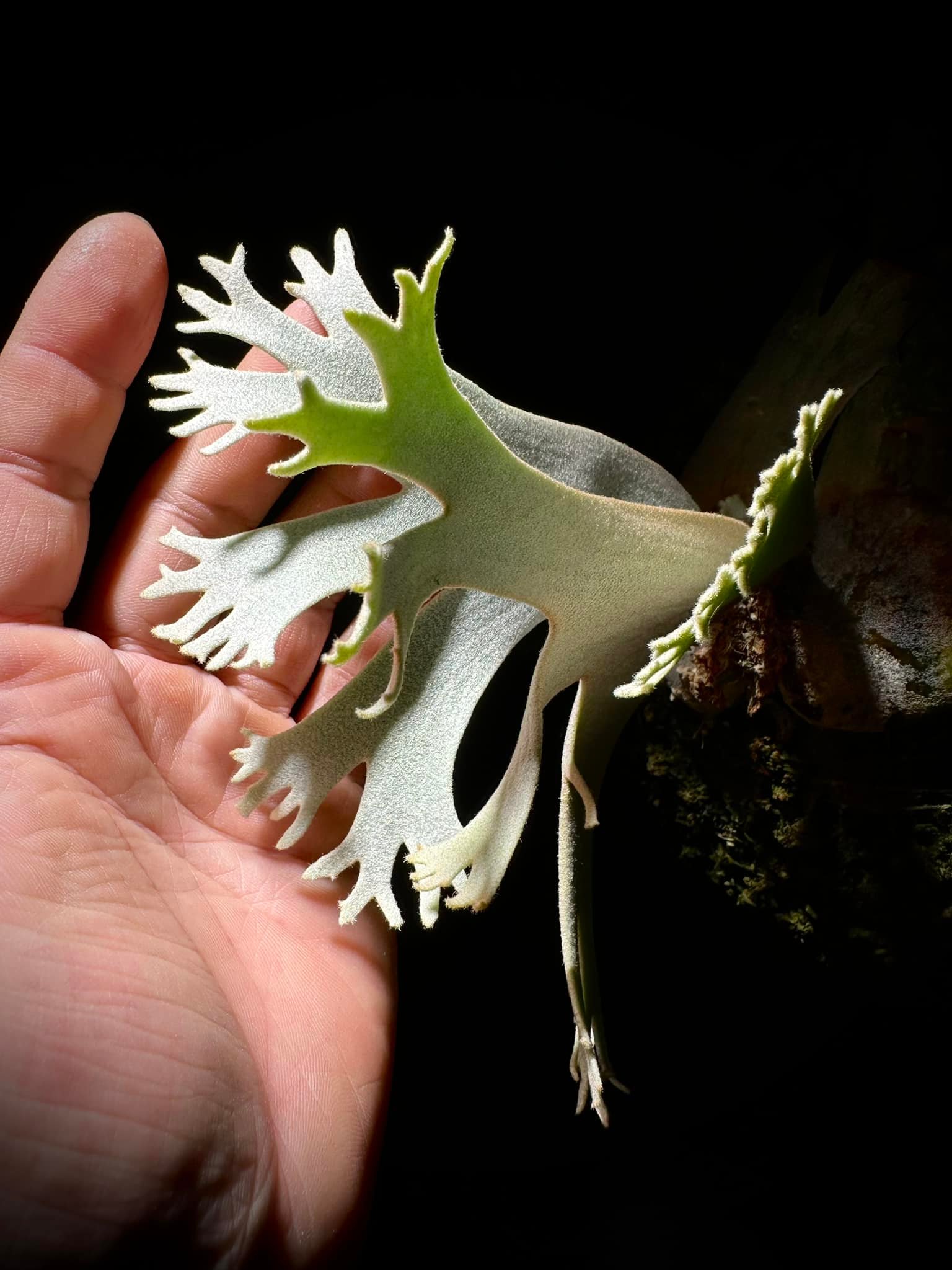 P. Rydeen x P. Snow Moon SPL #1 A newly bred hybrid series from 