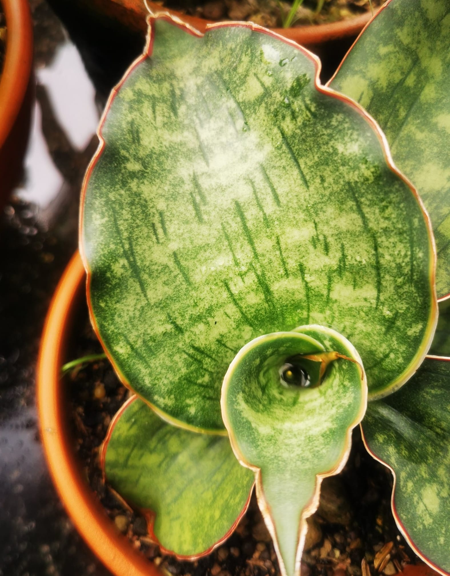 Sharing Sansevieria bhitalae having the trade name Silver Dragon