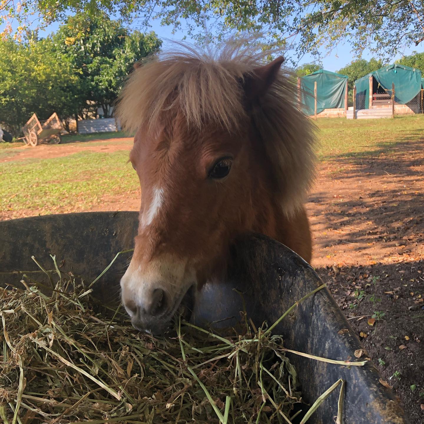 Granja Didactica - PONY... - Granja Didactica - PONY RANCH