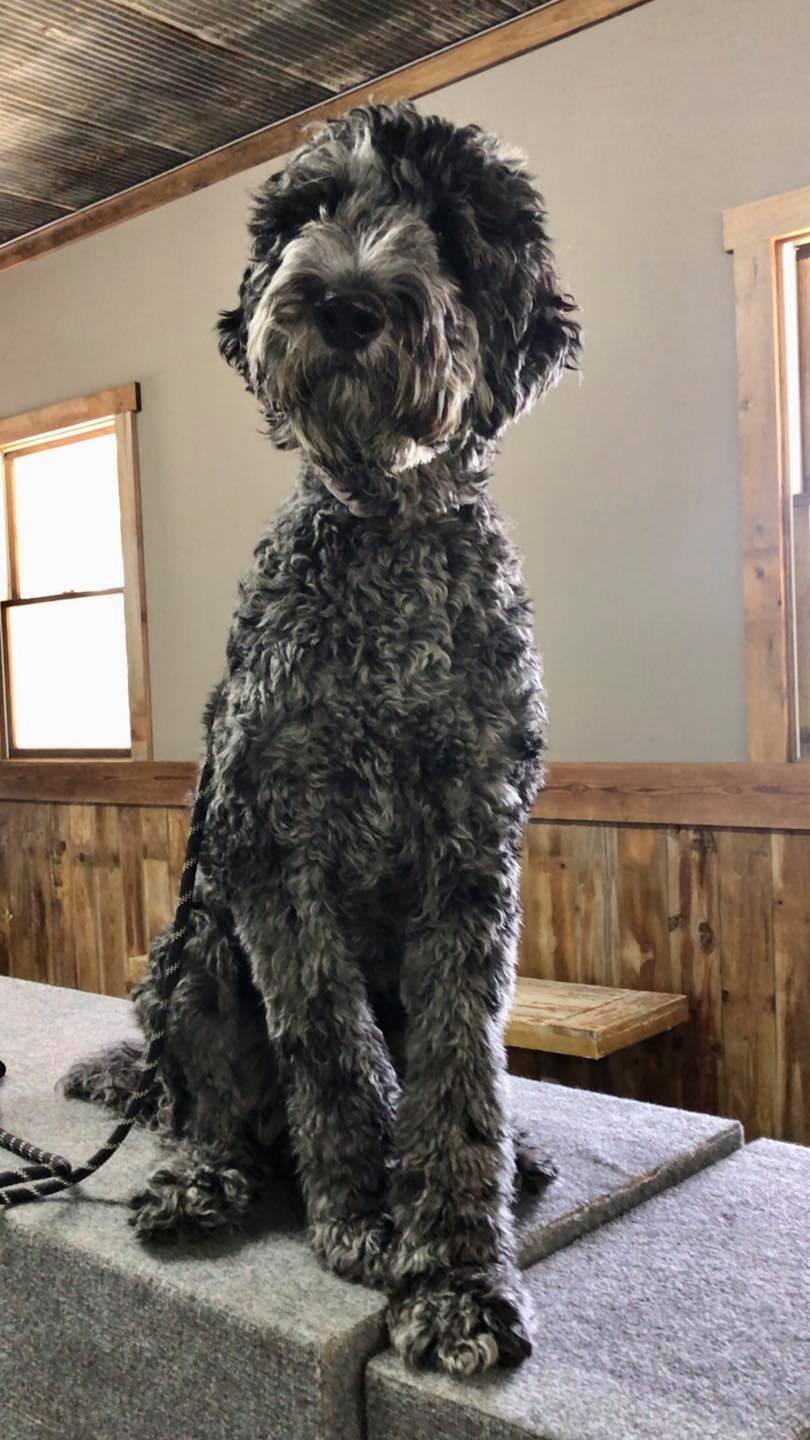 Dynamic K-9 - Meet DK9’s newest student, Lucy the one year... | Facebook