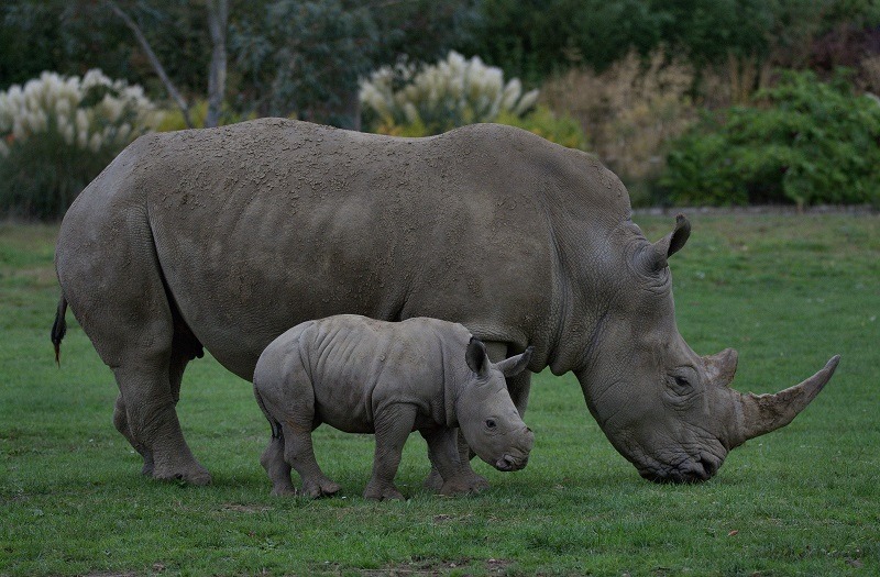 Had to share some pictures of Alan - a rare white rhino calf who's