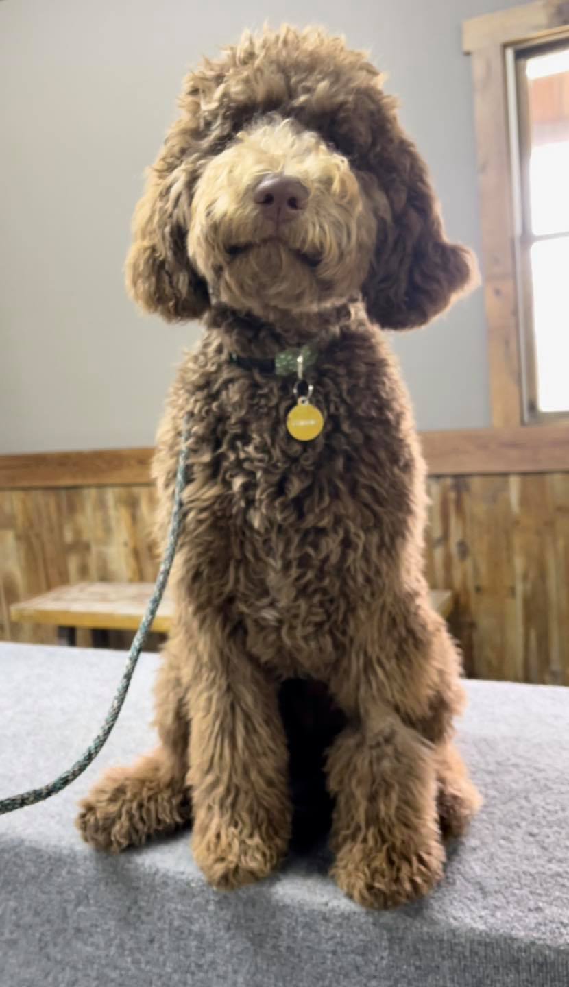 Dynamic K-9 - Meet DK9’s newest camper, Winnie, the 6...