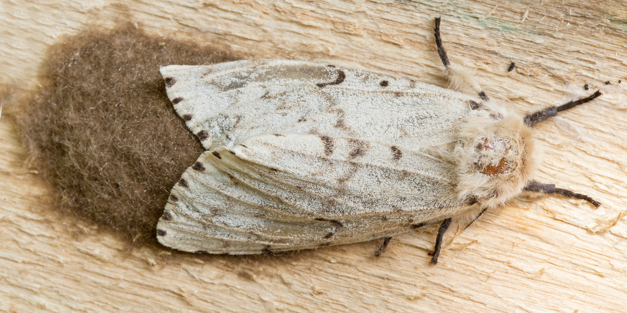 Town of Whitby - Local Government - Keep an eye out for Spongy Moth egg ...