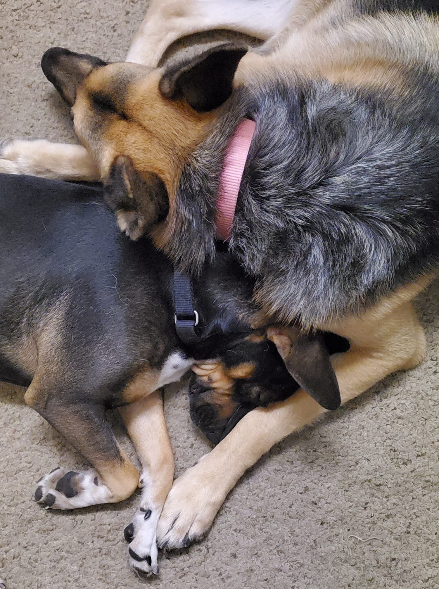 The story of two Save Ohio Strays... - Save Ohio Strays | Facebook