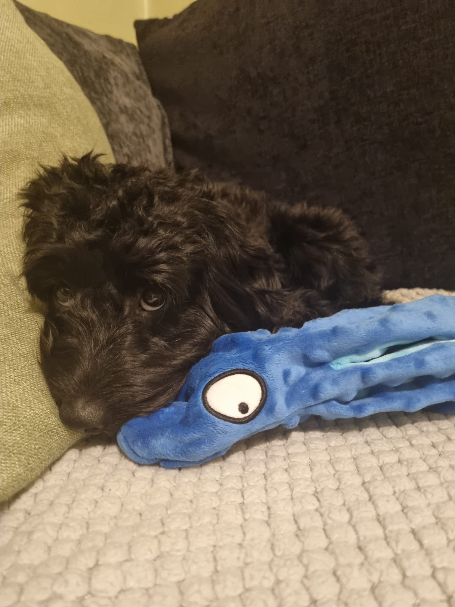 Cockapoo Owners | Help please | Facebook