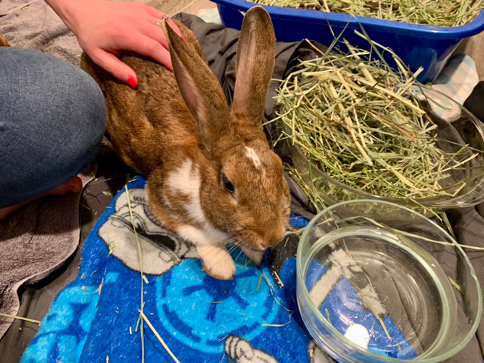 Introducing Mama Rhapsody and The... - Rabbit Advocates