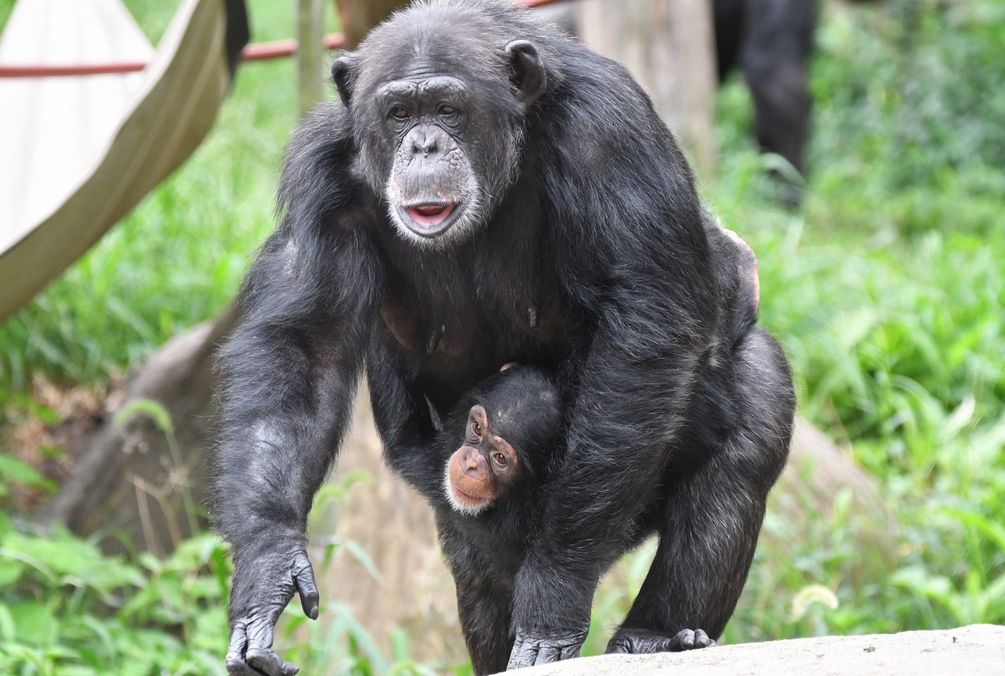Saint Louis Zoo - A very special Happy Birthday goes to a very special ...
