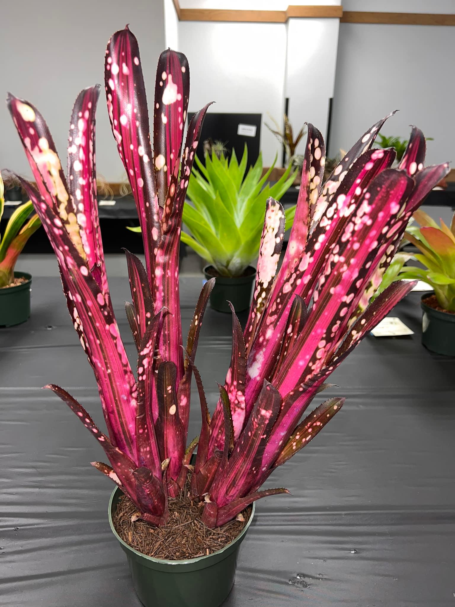 Tillandsia chapeuensis var turriformis - ultimate evolution of the