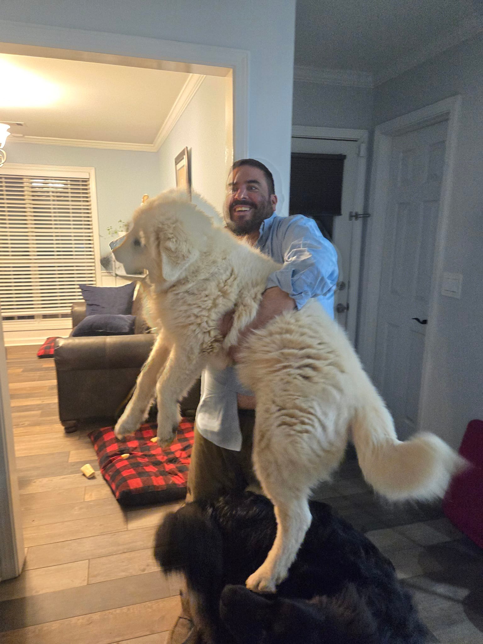 great pyrenees puppy growth and development