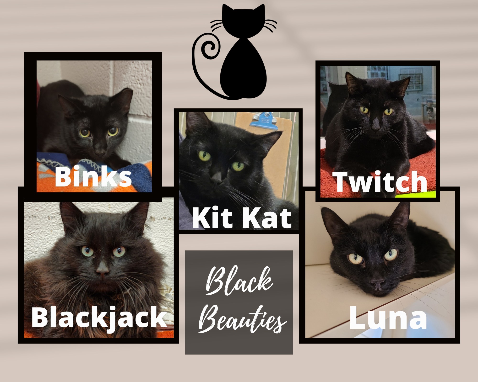 Why adopt a black cat this Black History Month