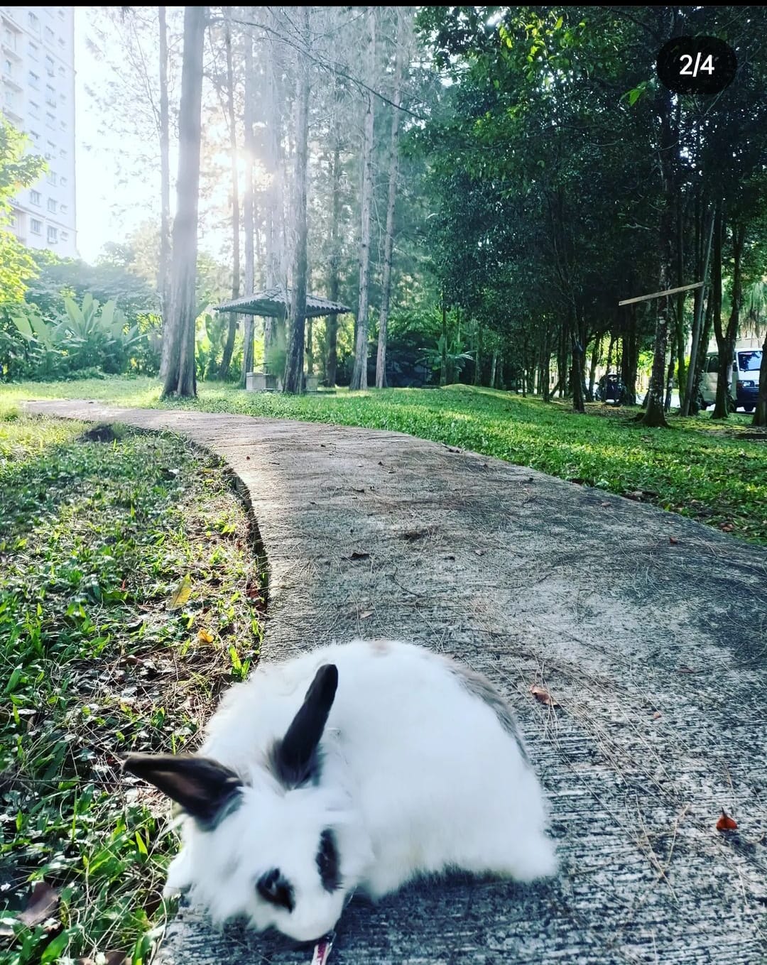 Rabbit Club Malaysia