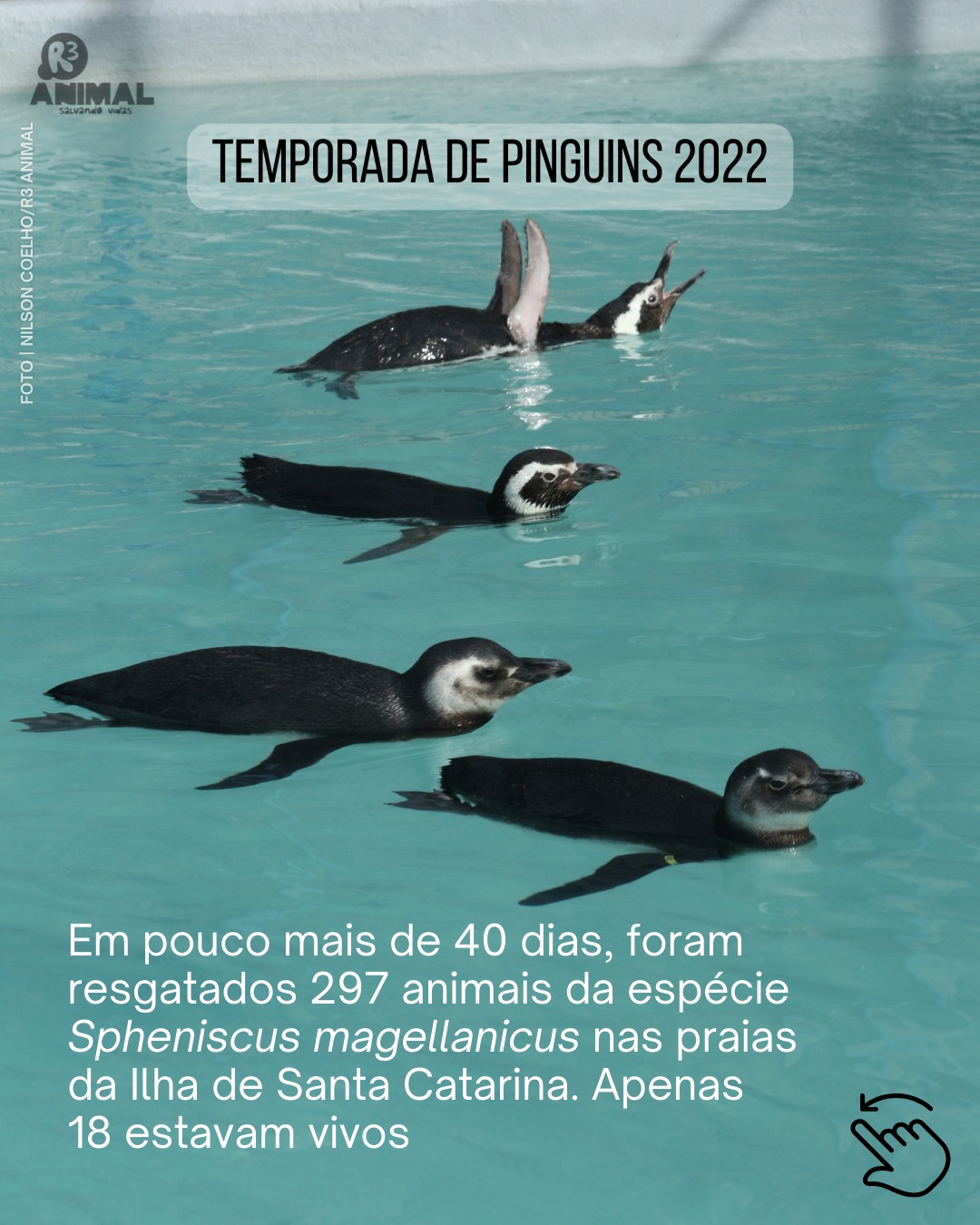 A temporada de 2022 dos... - Associação R3 Animal | Facebook