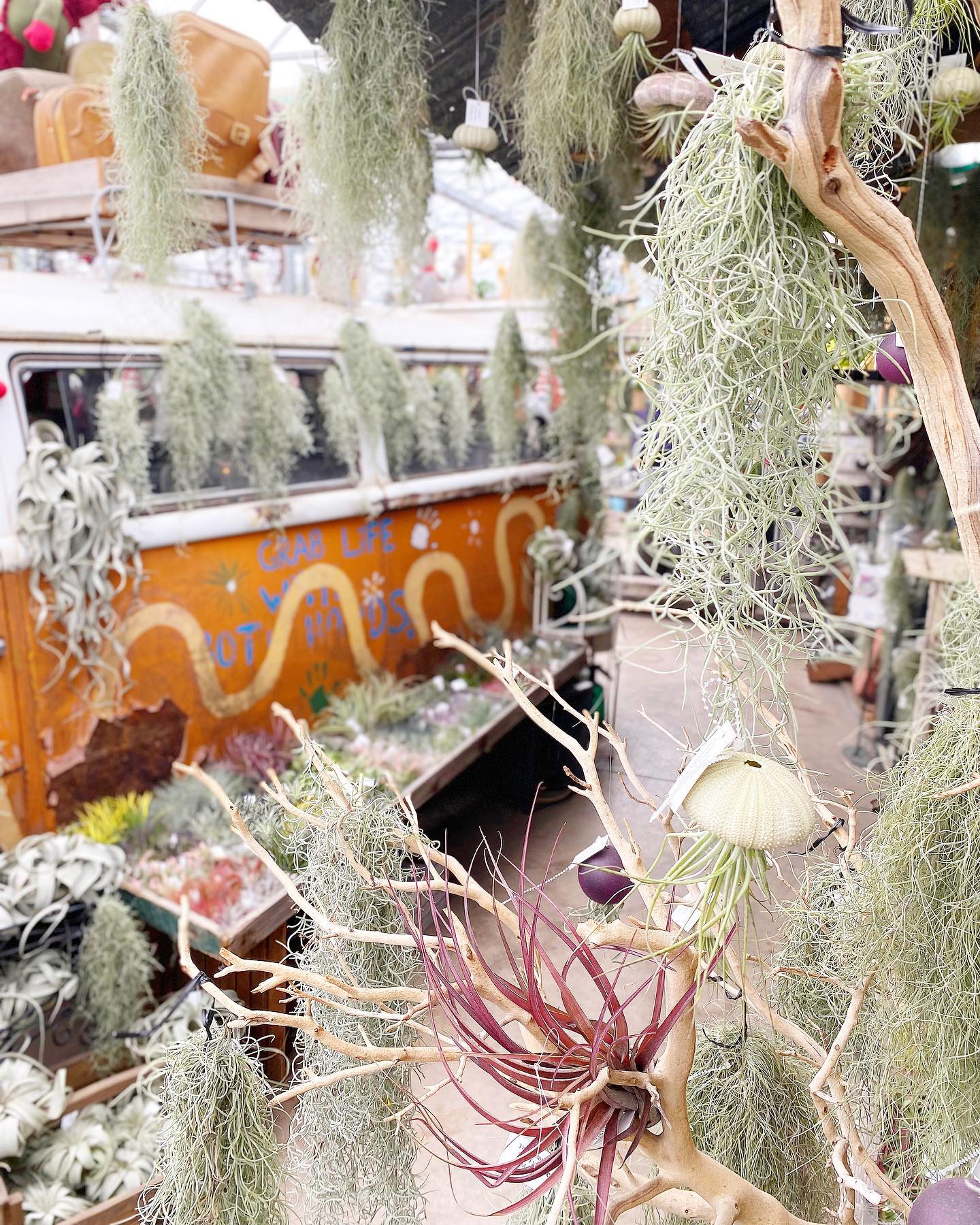 Air Plants Restock! 🌿 ... - The Watering Can Flower Market | Facebook
