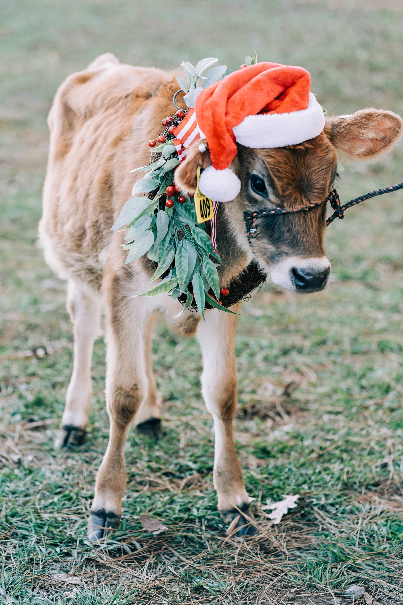 cow dressed up for christmas 🐮SPECIAL GUEST: HOLLY THE COW…Holly is very excited our Christmas with the Kringles event this November and December, and she's working on her Christmas attire, but she needs some input Size:L | Java celestial 2022 Cute Sundresses & Summer Jersey cows