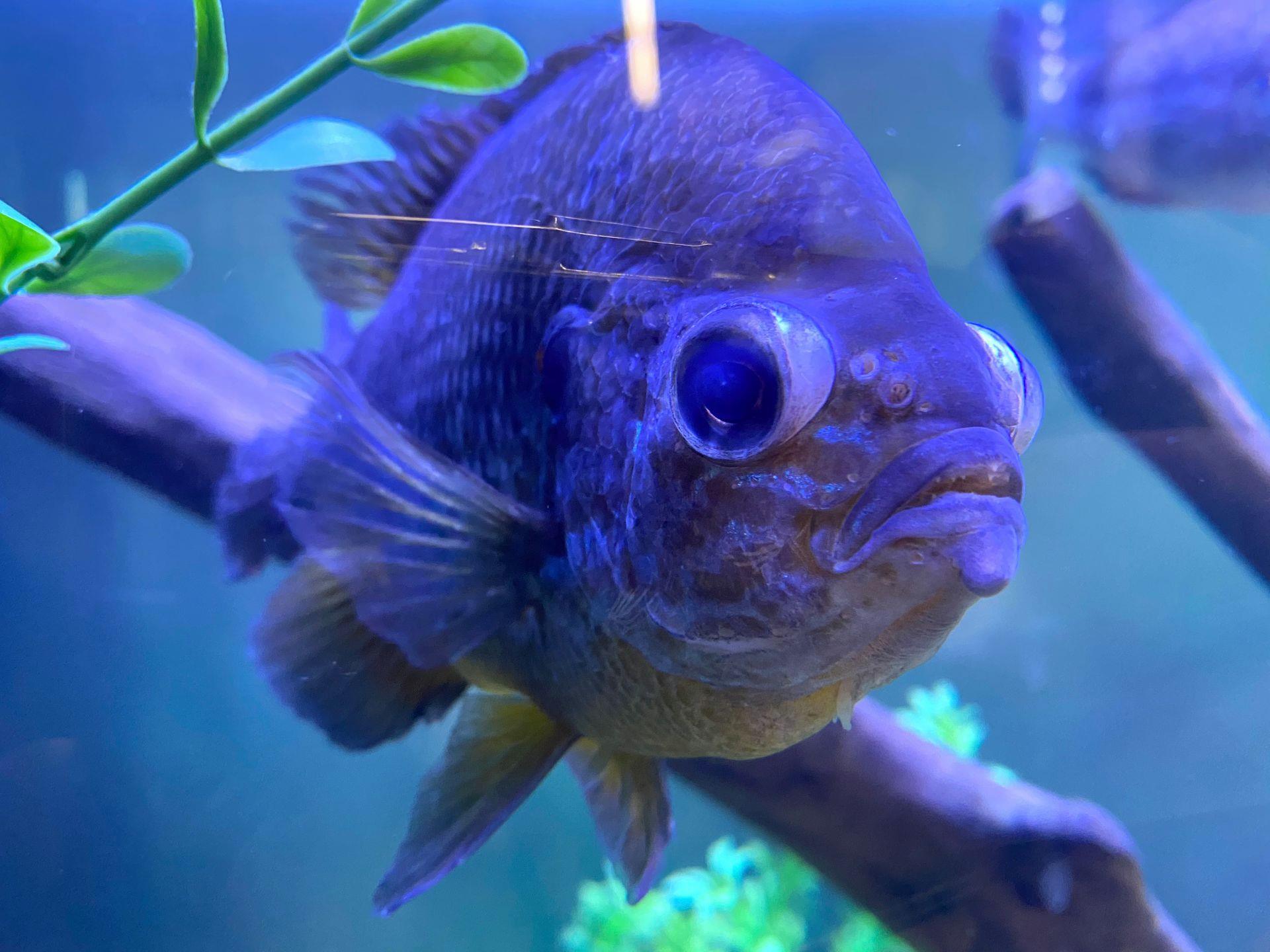 Did you know? Our fish tank... - Peoria Riverfront Museum