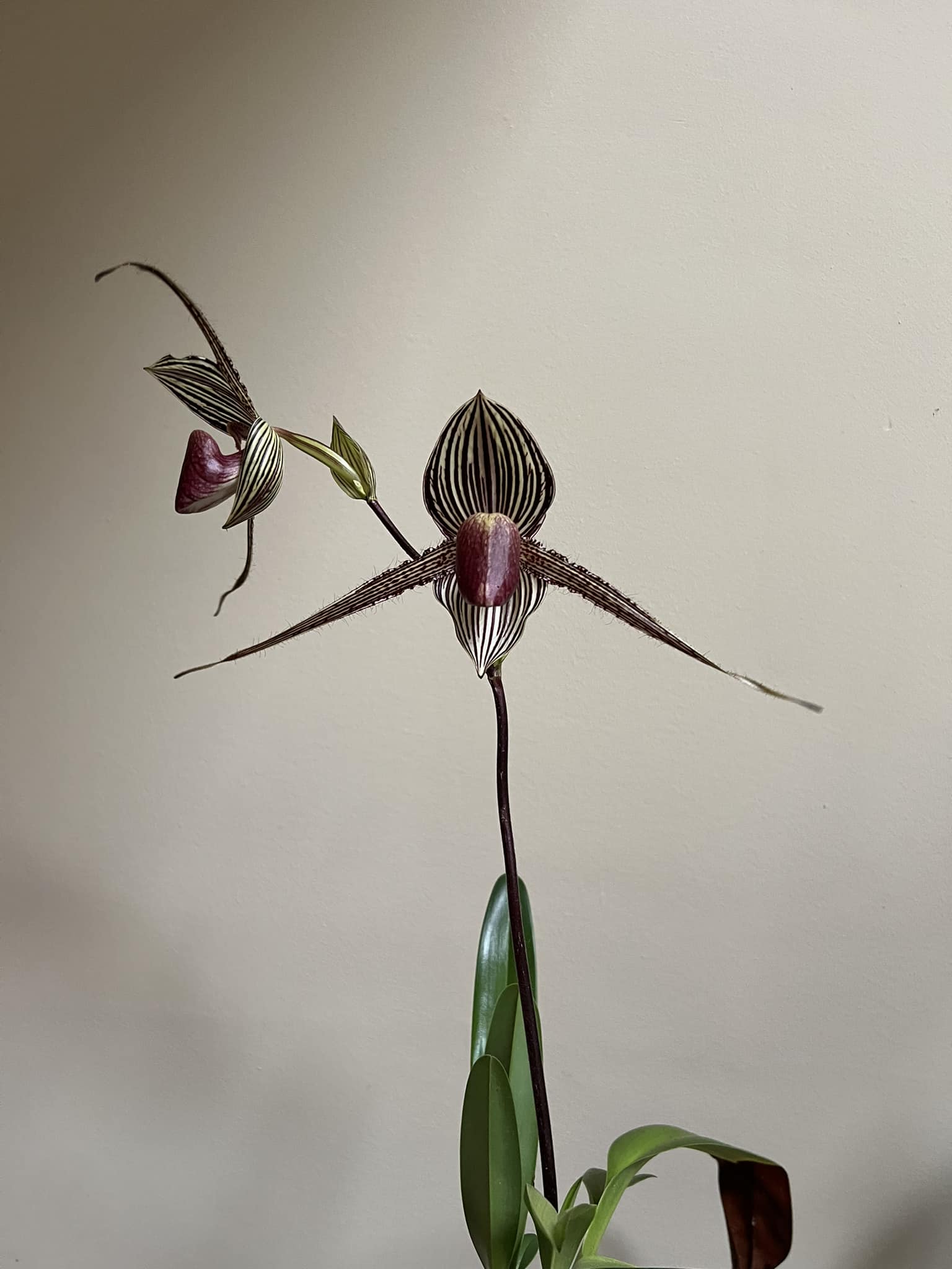 Paph rothschildianum orchid first bloom