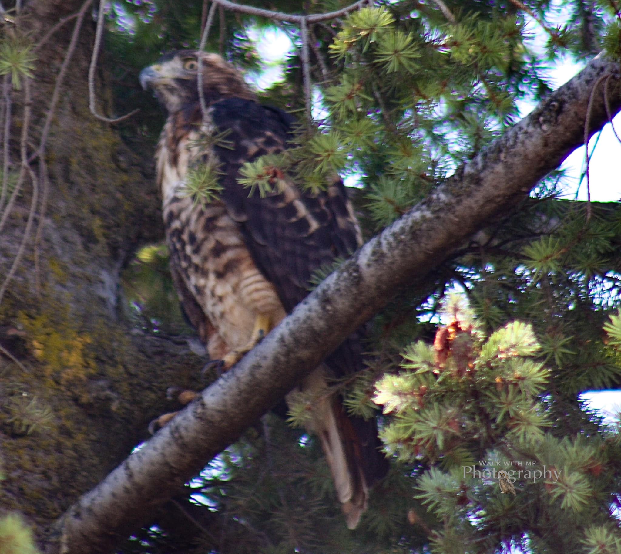 Pacific Northwest Birding | *Click for full res.* While hunting for my ...
