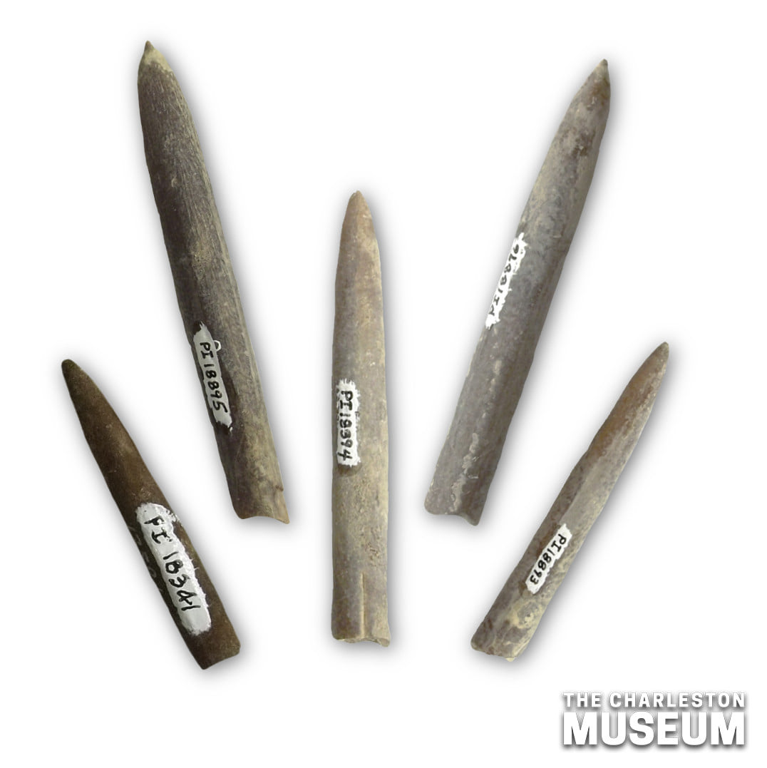 The Charleston Museum - Belemnites are shelled cephalopods, a group ...