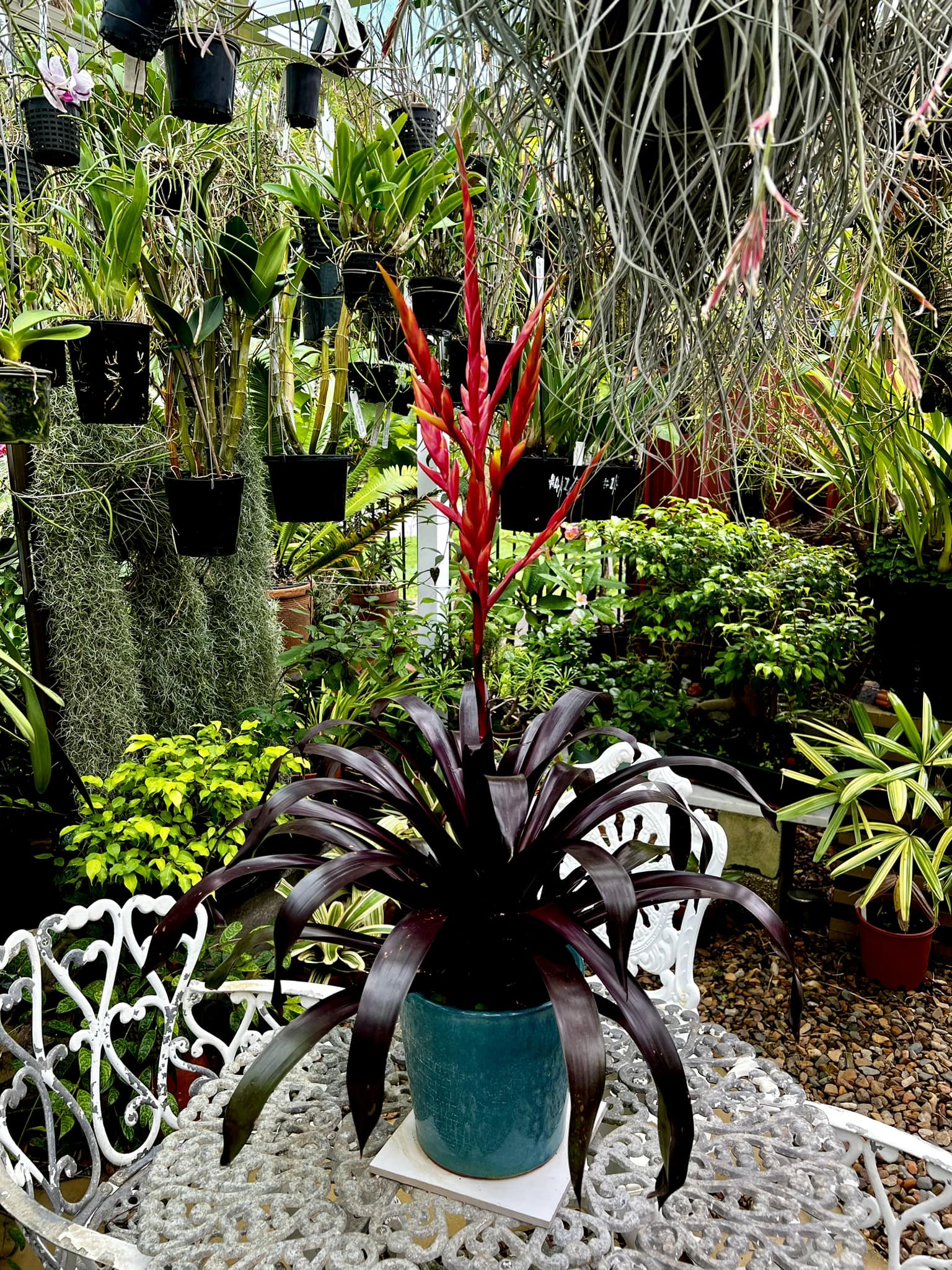 Vriesea Hocus-pocus x Dark Spendor from seed from a New Zealand friend