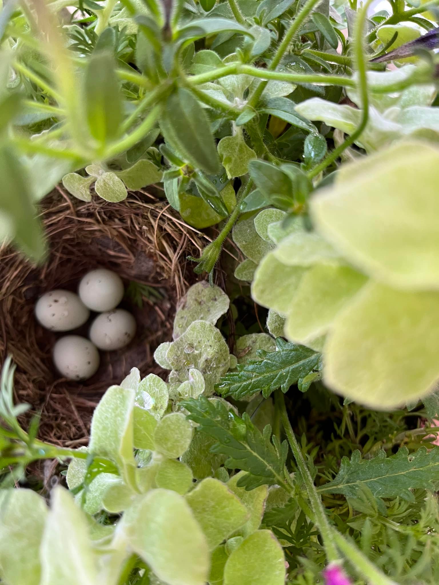 House finches nesting in flower basket