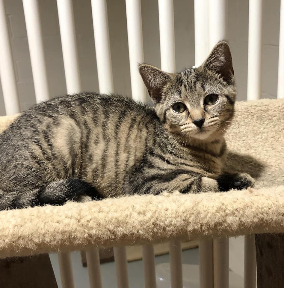 Meet the sweetest tabby girl ever..... - Save Ohio Strays | Facebook