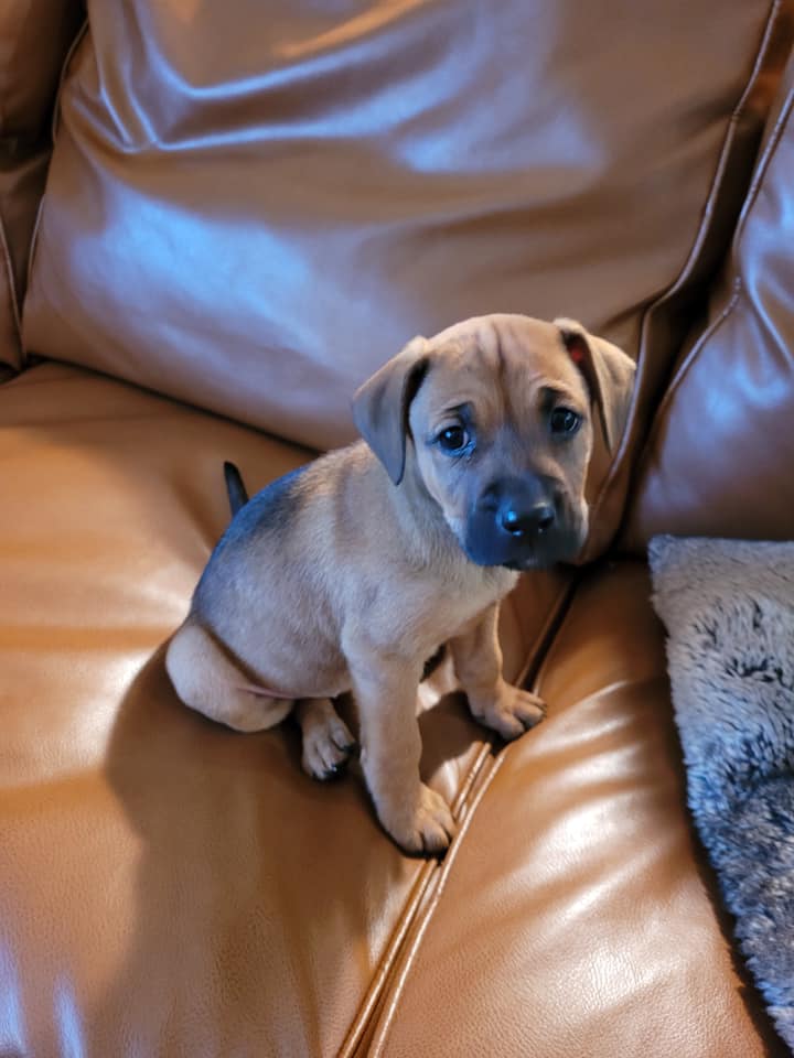 Save Ohio Strays - Here is one the 6 puppies available from the litter ...