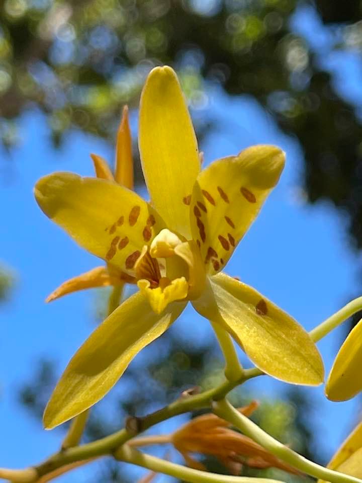 Ansellia africana var. alba 'Ori Scapolite' _ One of my favorite