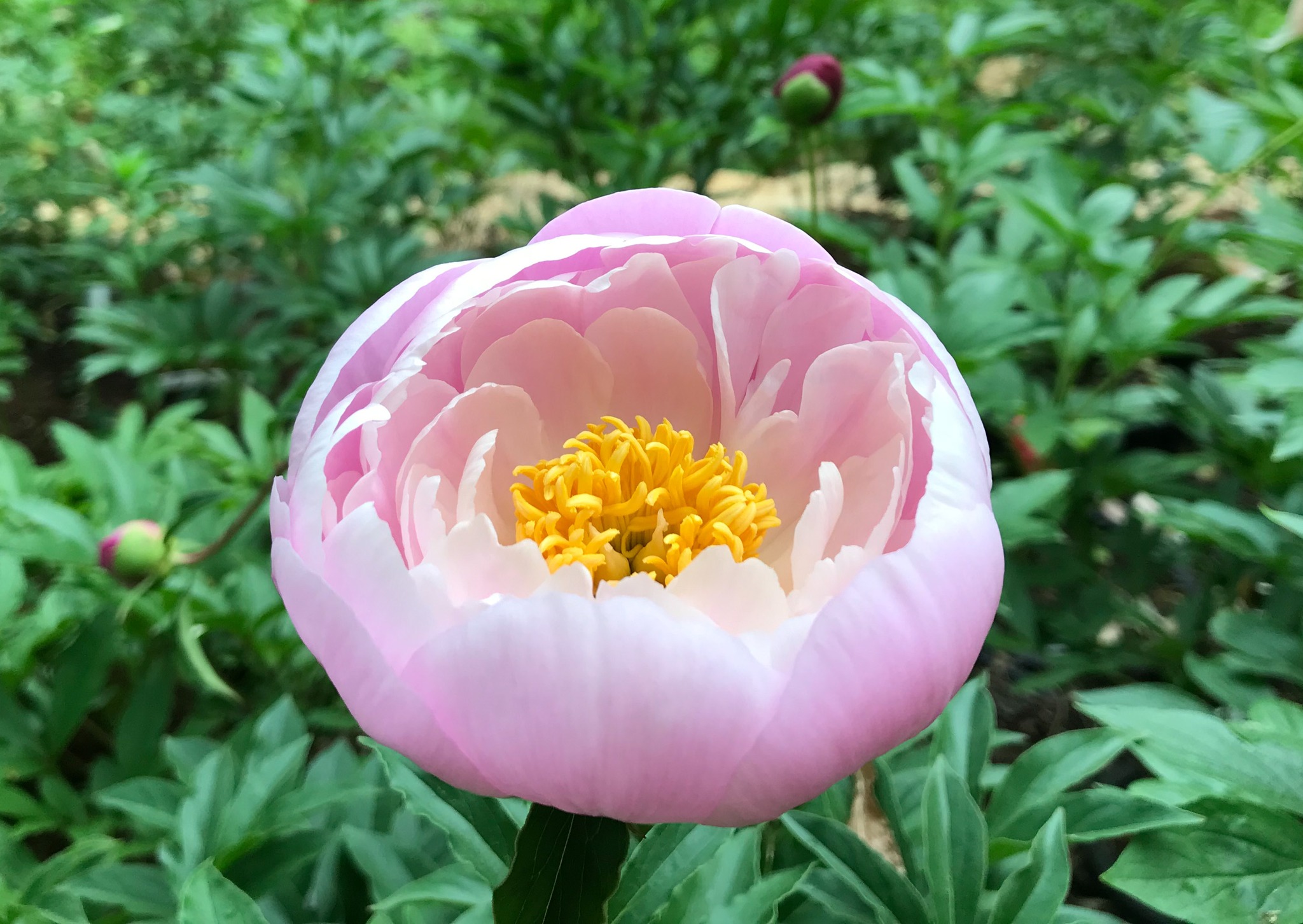 Memories of Peony 'Flying Pink Saucer' (Klehm, R.G., Lactiflora