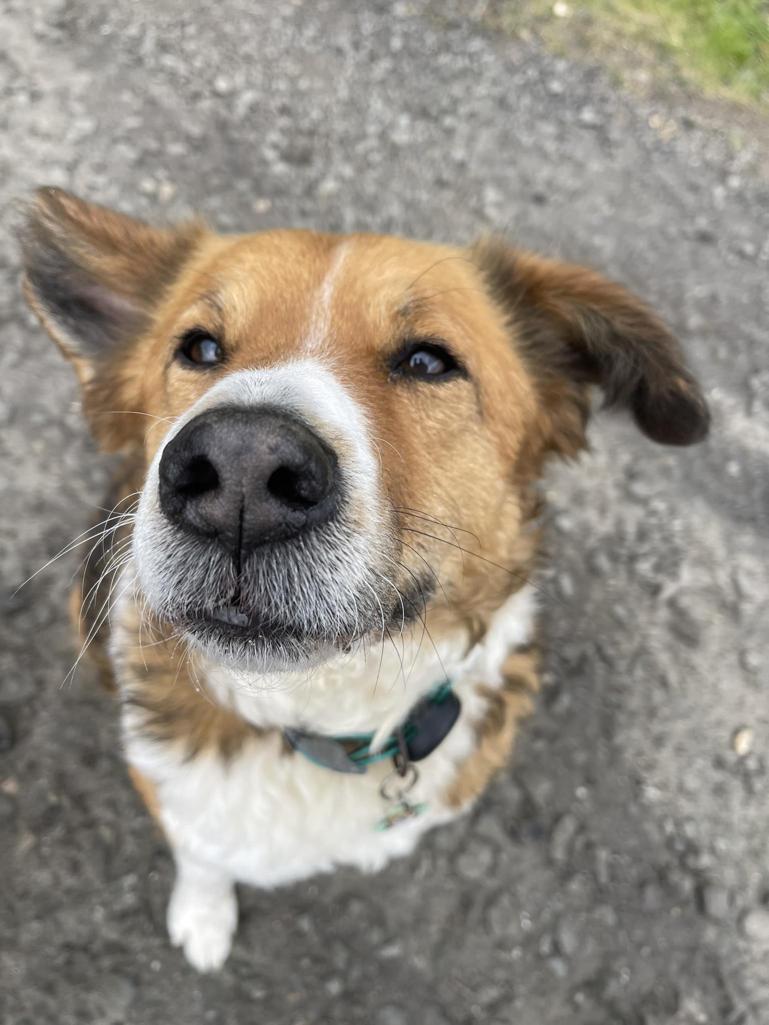 Pup To No Good | South Queensferry