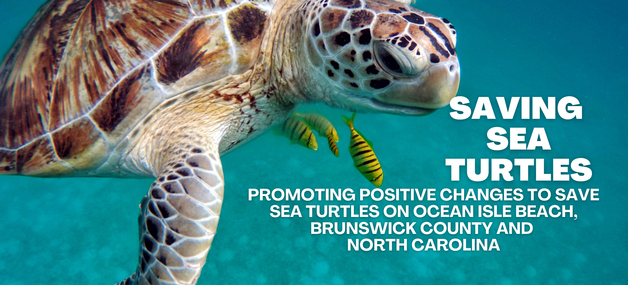 Ocean Isle Beach Sea Turtles | Facebook