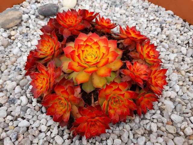 Sempervivum „Golden Nugget“