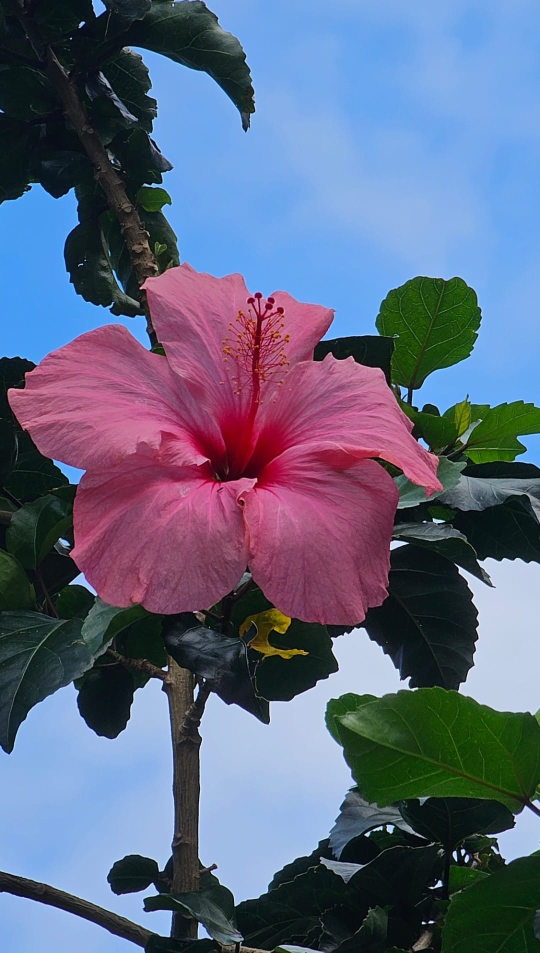 HAWAIIAN WORD OF THE DAY:—“ʻĀkala”—“Pink”. Pronounce this “Ah-kah