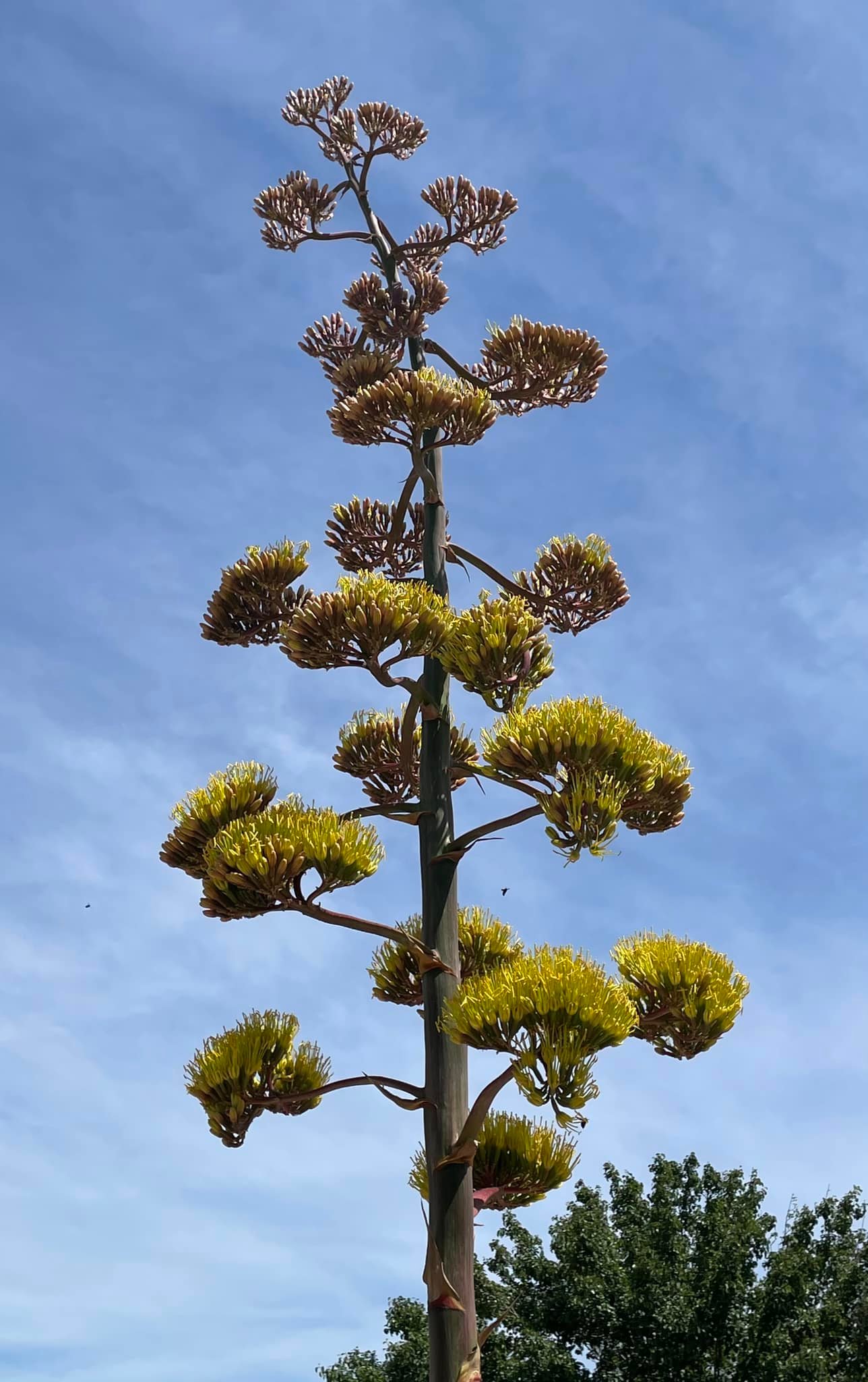 Update on the blooming Agave plant in our front yard, so beautiful!