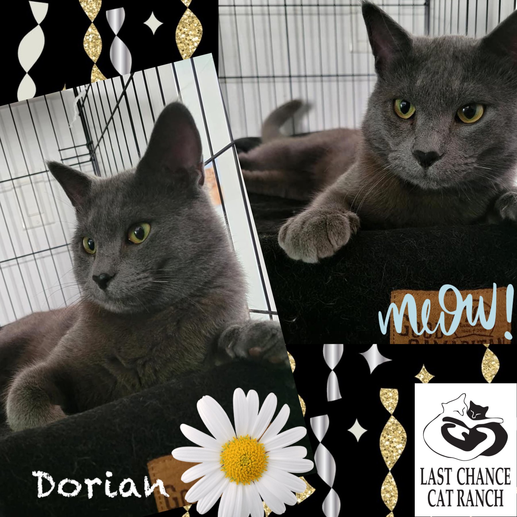 ADOPTED! DORIAN in one... - Last Chance Cat Ranch Lethbridge | Facebook