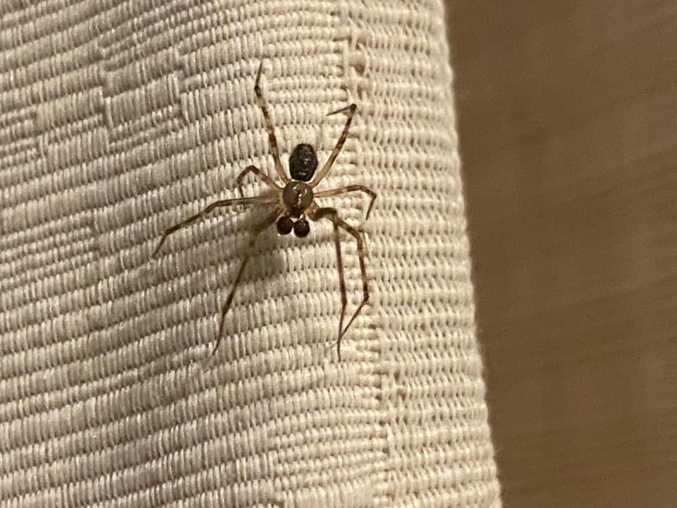 African Snakebite Institute - Male False Button Spider (Steatoda sp ...