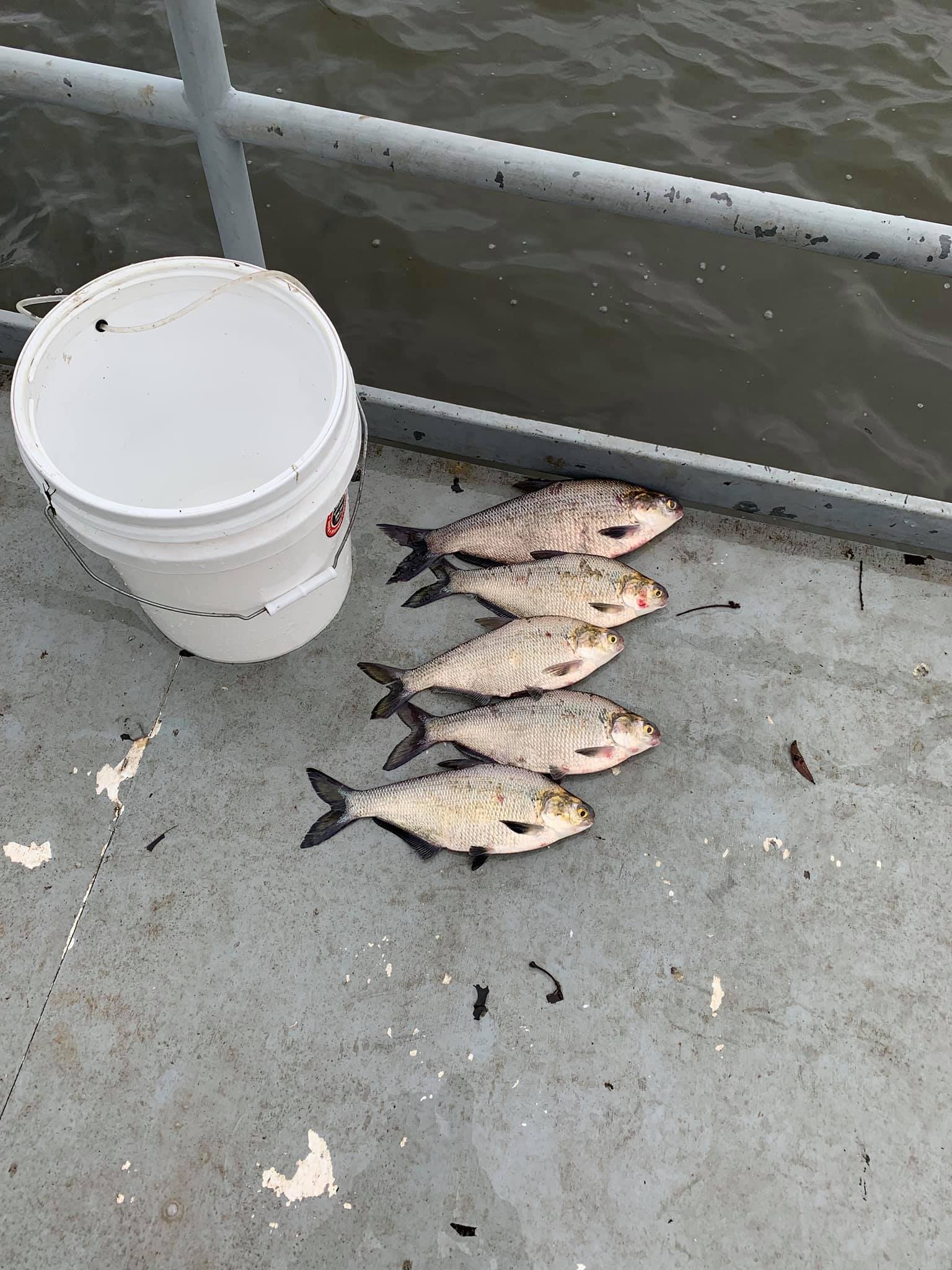 blue fish hooks Owner Chaser JS-39 Jigging Assist 11/0 2pk Penn Plax The Little Color:Black Cherry Storage System or squid