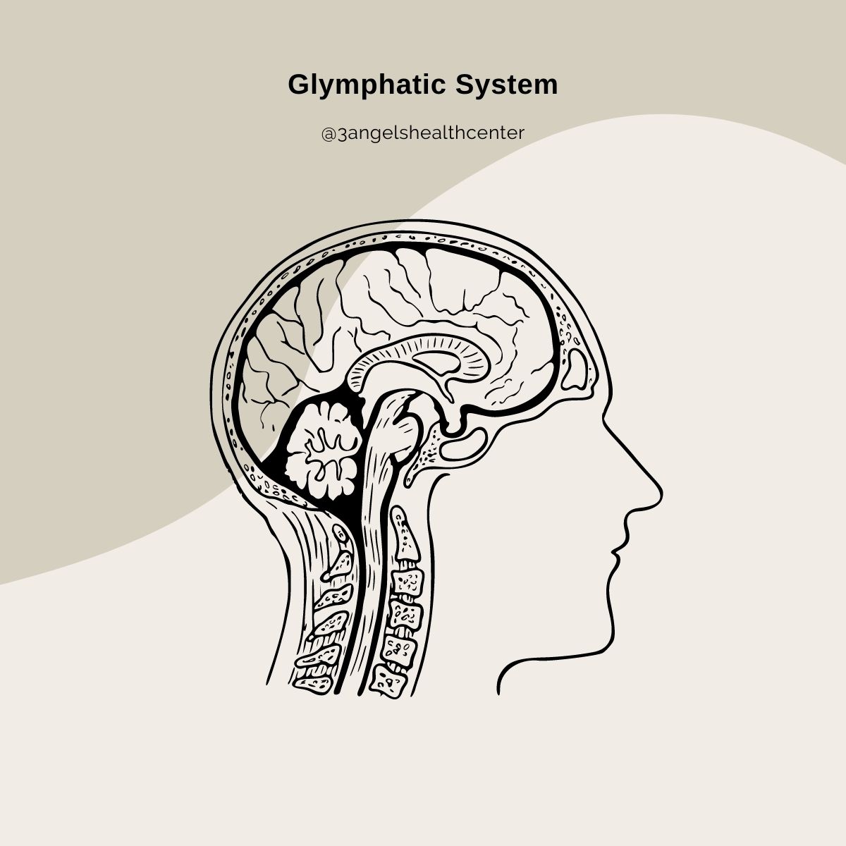 3 Angels Health Center - The glymphatic system is a waste removal ...