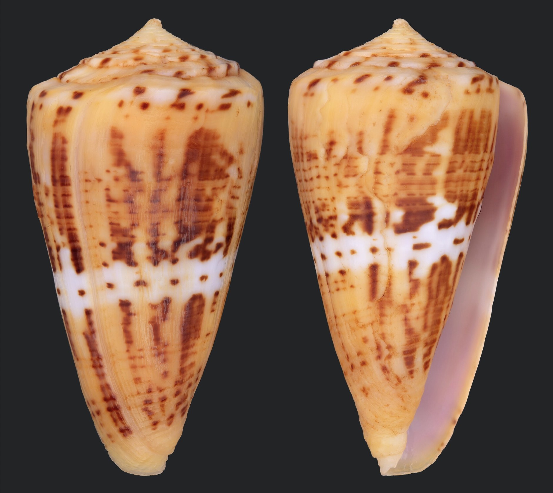 Darioconus auricomus, mm.47+ by divers at about 20 mt.depth from