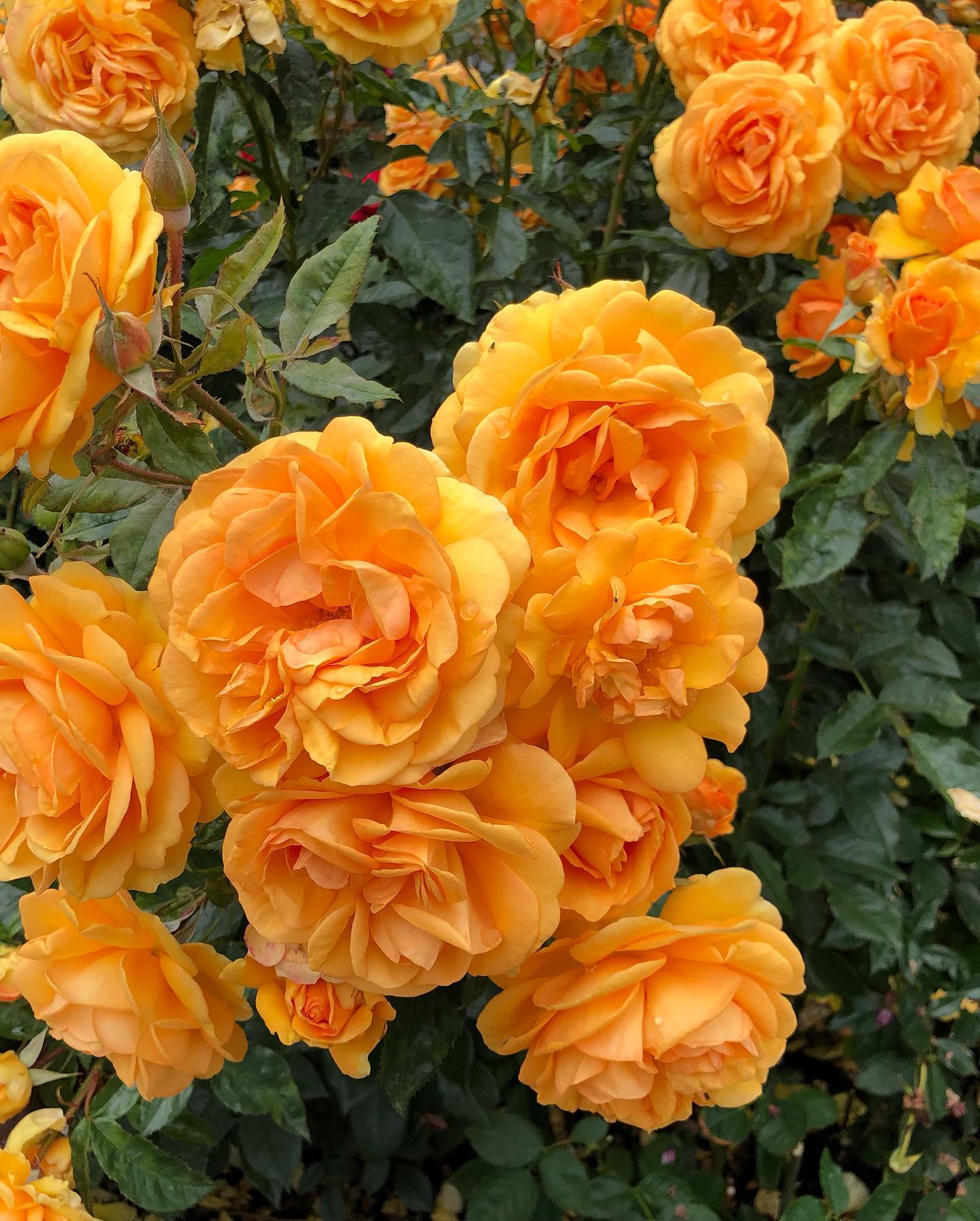 Select Roses - A couple people asked for pics of “South... | Facebook