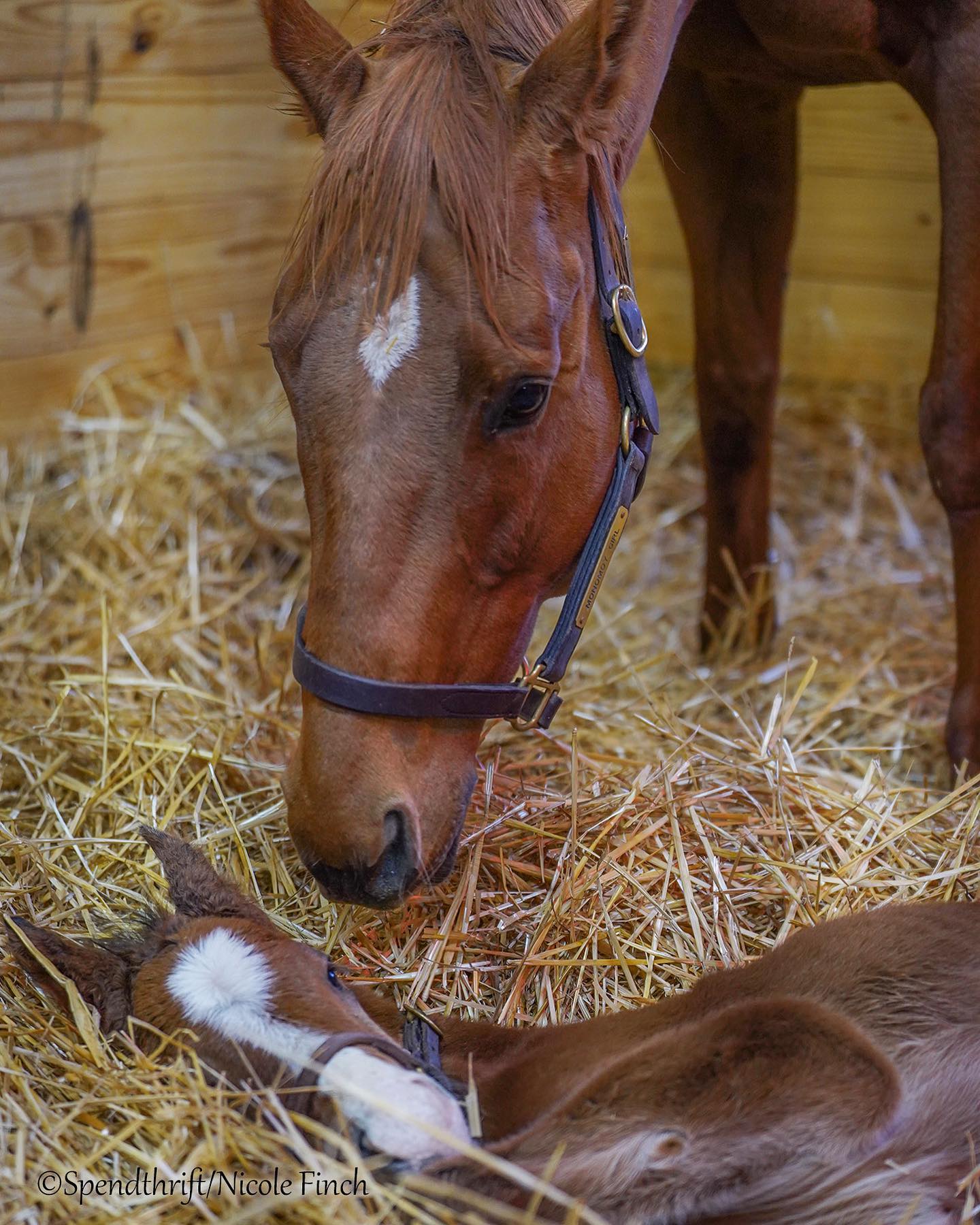 Monomoy Girl's second foal by Into Mischief born