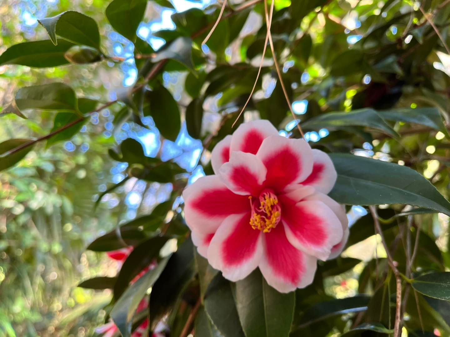 Tama Peacock camellia at Coastal Discovery Museum