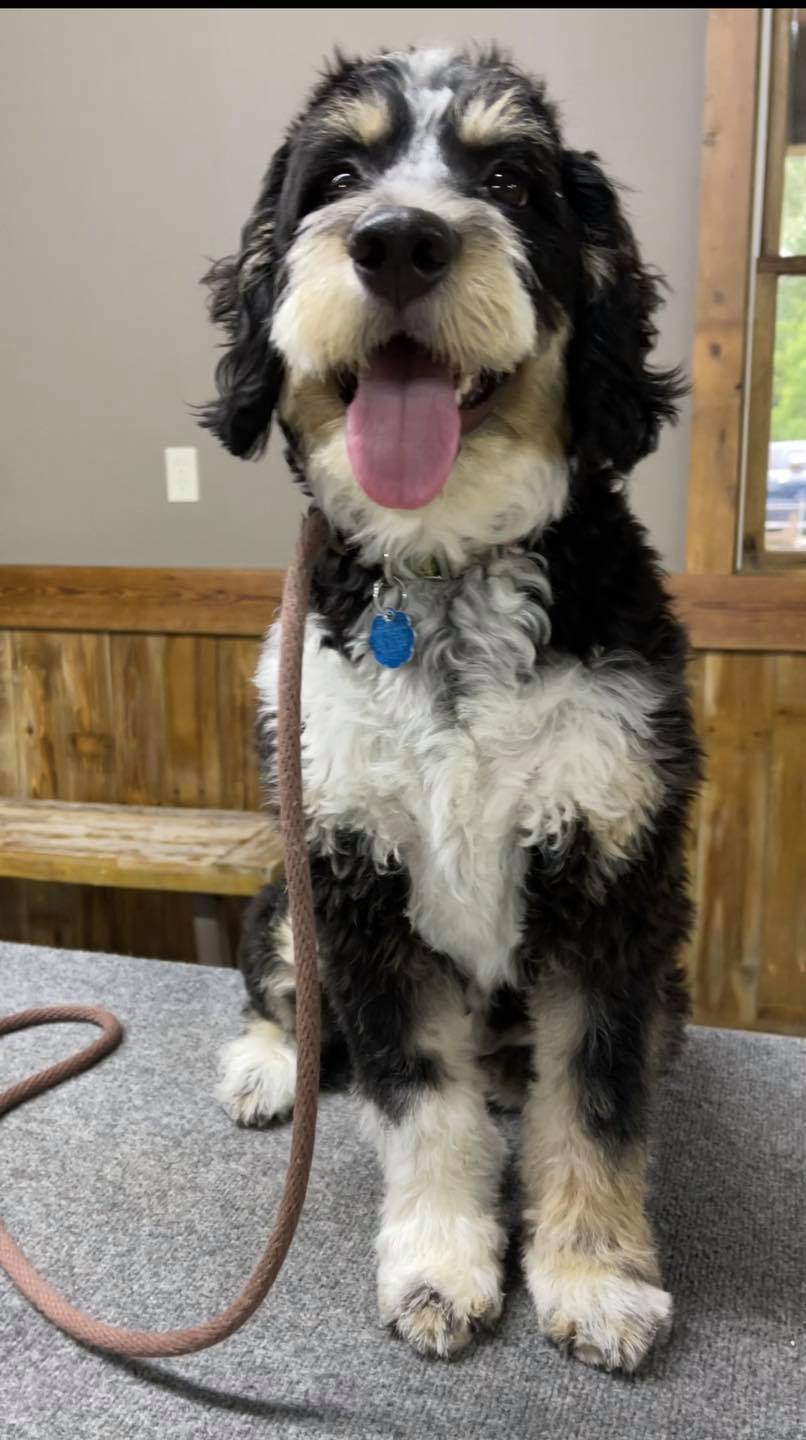 Dynamic K-9 - Meet DK9’s newest student, Miss Charlie the...