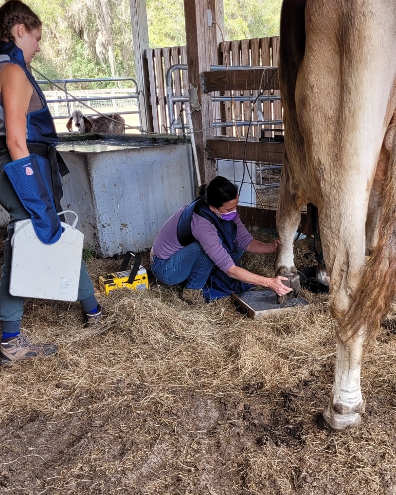 International Society for Cow Protection (ISCOWP) - Madhava has the ...