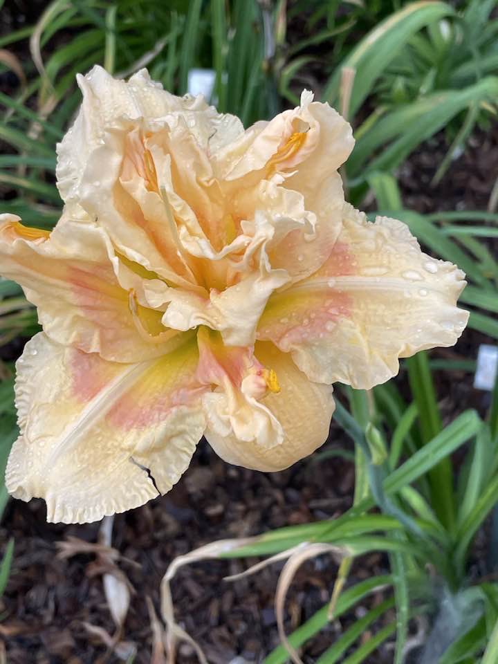 Daylily 'Big Kiss' by Enman Joiner