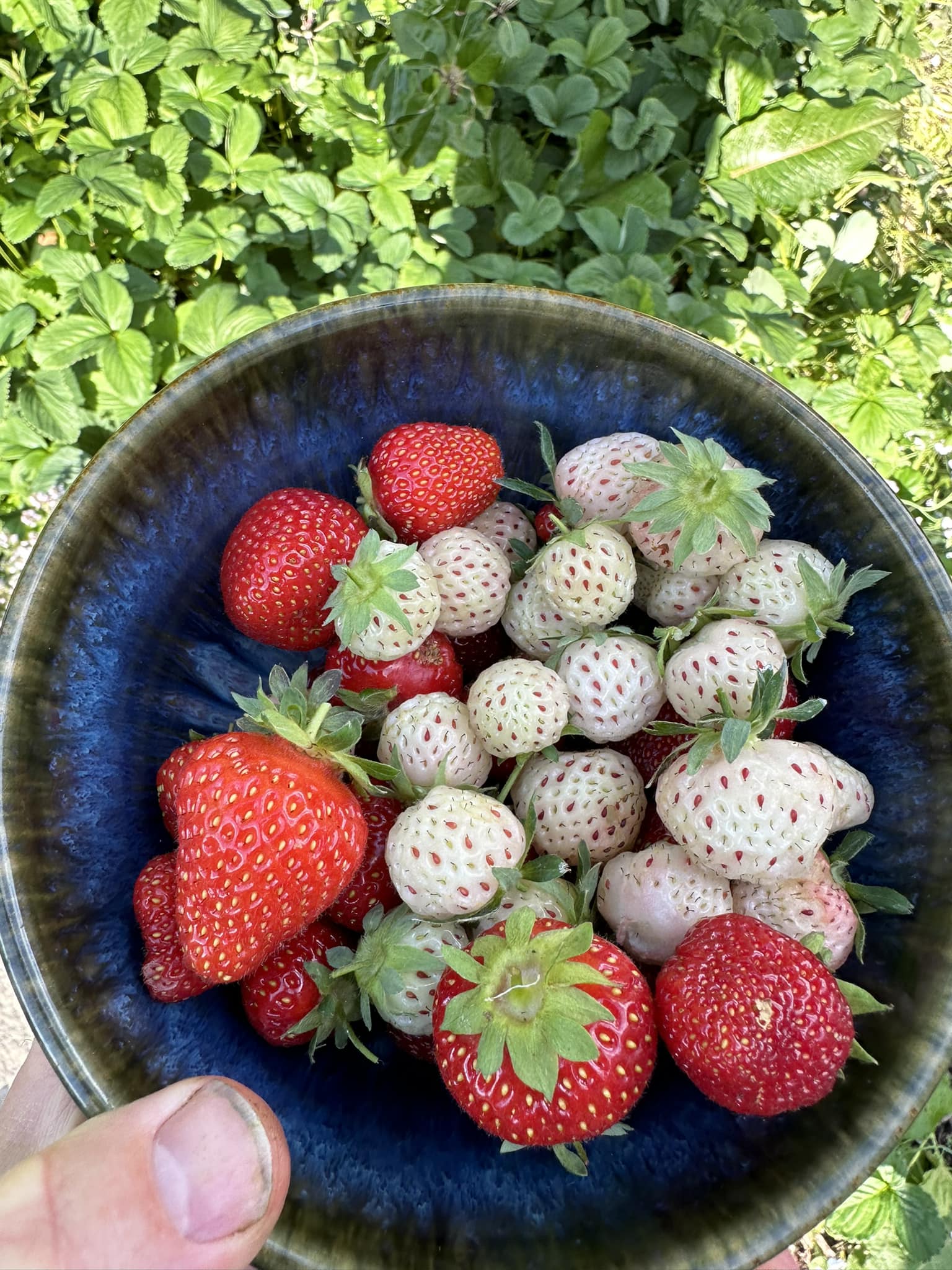 White strawberries are a different type of strawberries. Click the