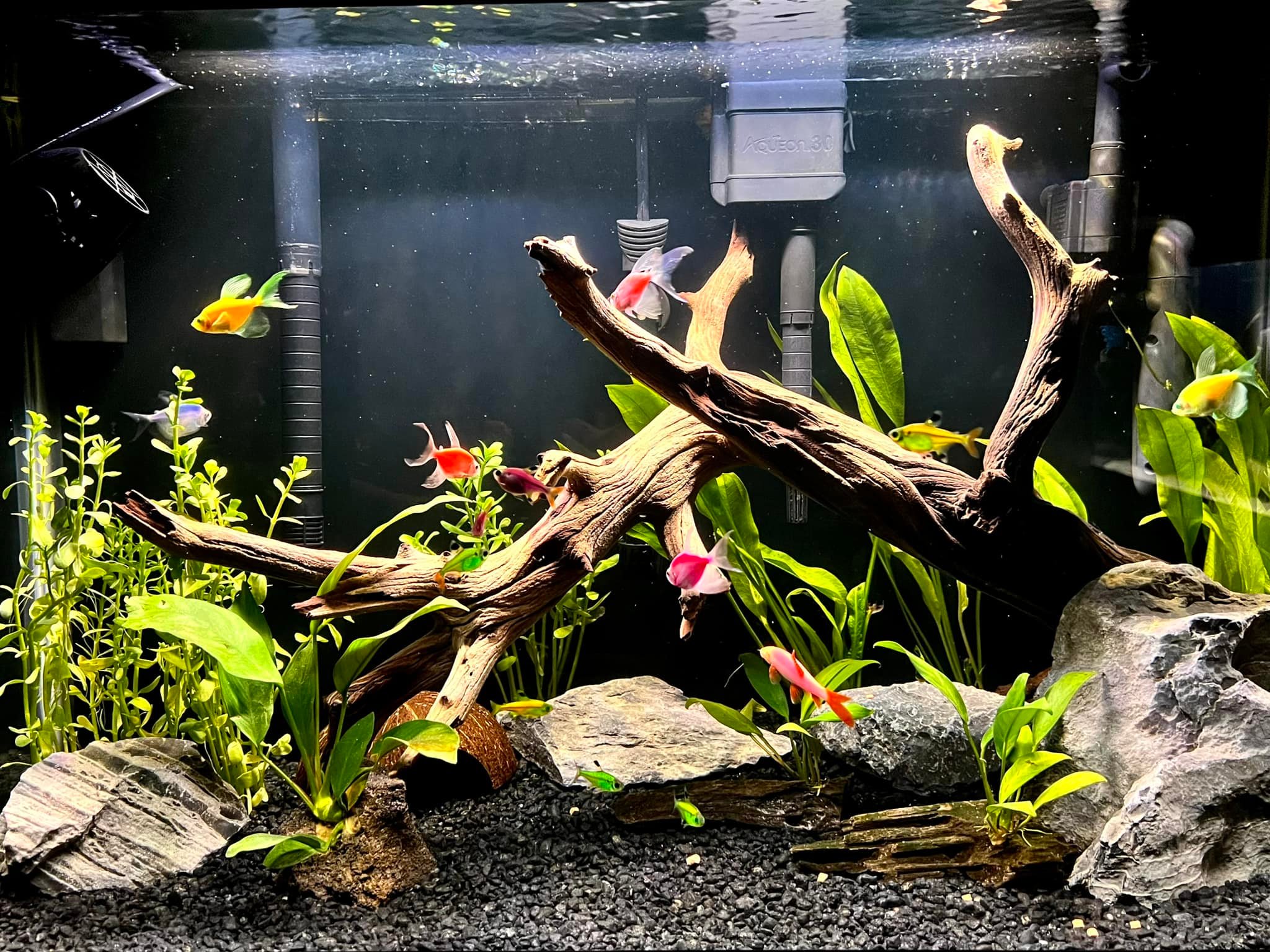 CaribSea Eco-Complete Planted Aquarium Substrate Black, Red – AGE OF AQUARIUMS LIVE FISH AND PLANTS