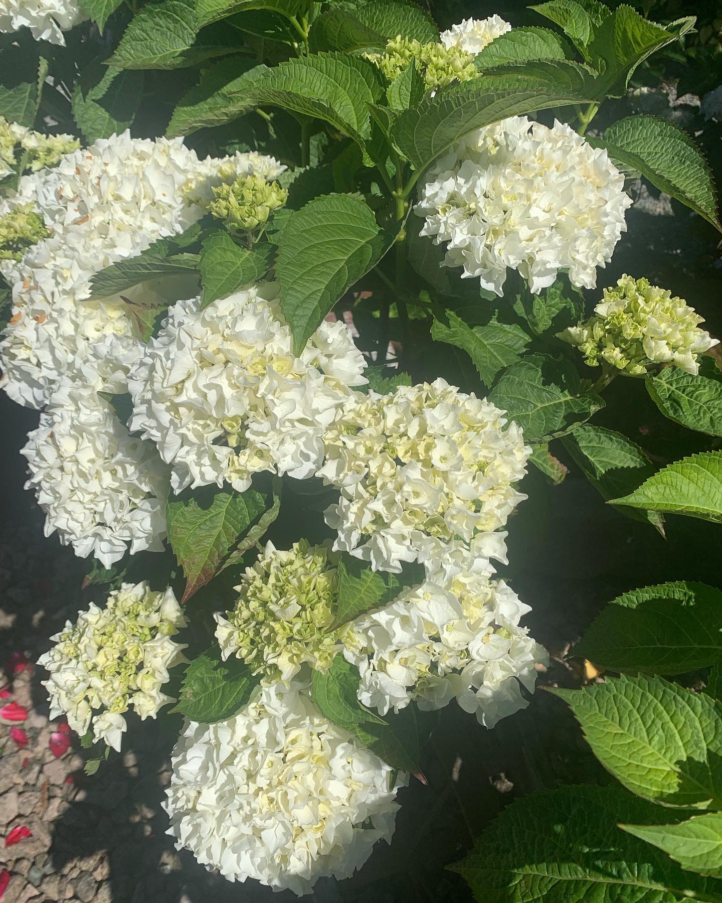 Select Roses - Our Hydrangeas area starting to bloom! Huge... | Facebook