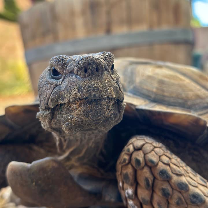 Tortoise Group - Ser Gregor says 