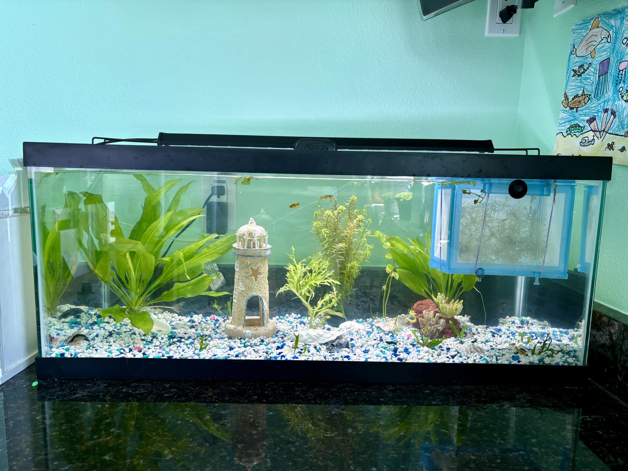 breeder box dustins fish tanks Pawfly for Tank, Aquarium Fish Breeding Box, Floating Guppy Breeder Box, Baby Fish Separator for Aquarium, Plastic Hatchery Incubator Isolation Box for Shrimp Betta Clownfish, Medium can be well fixed in the fish tank. How to Save Your Baby